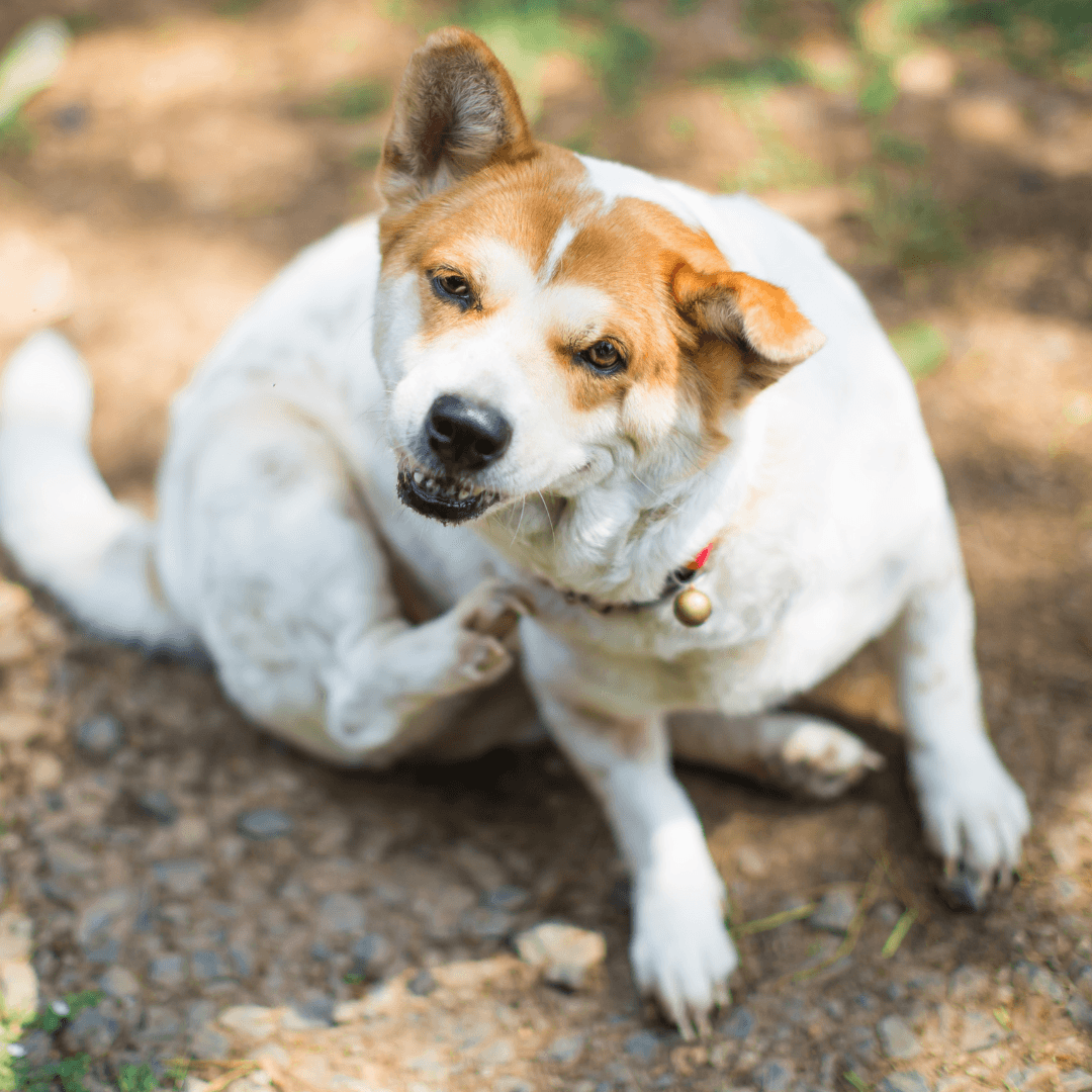 Parisites Dogs