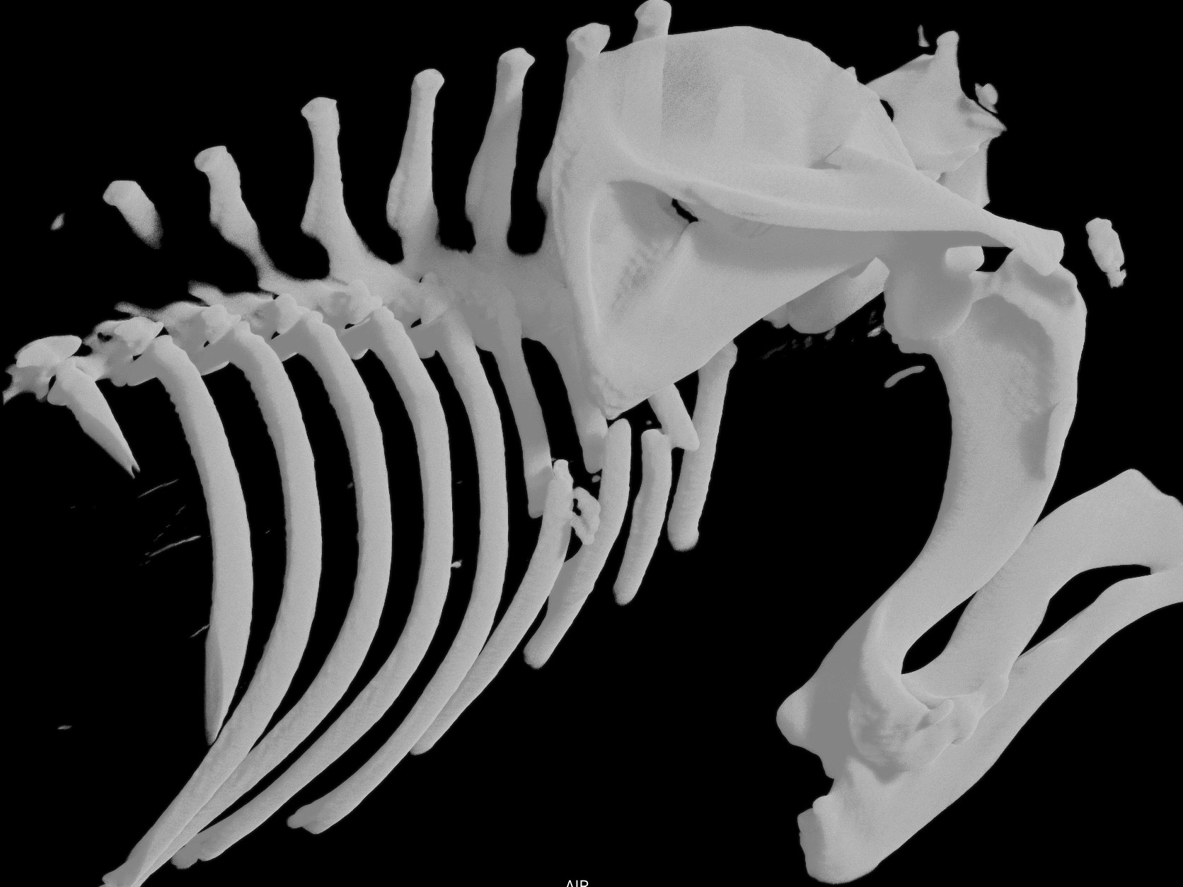 imgonline-com-ua-dexifaFVkiPCHri9C 1. A 3D reconstruction showing Nellie’s three rib fractures. Photo: © Chantry Vets