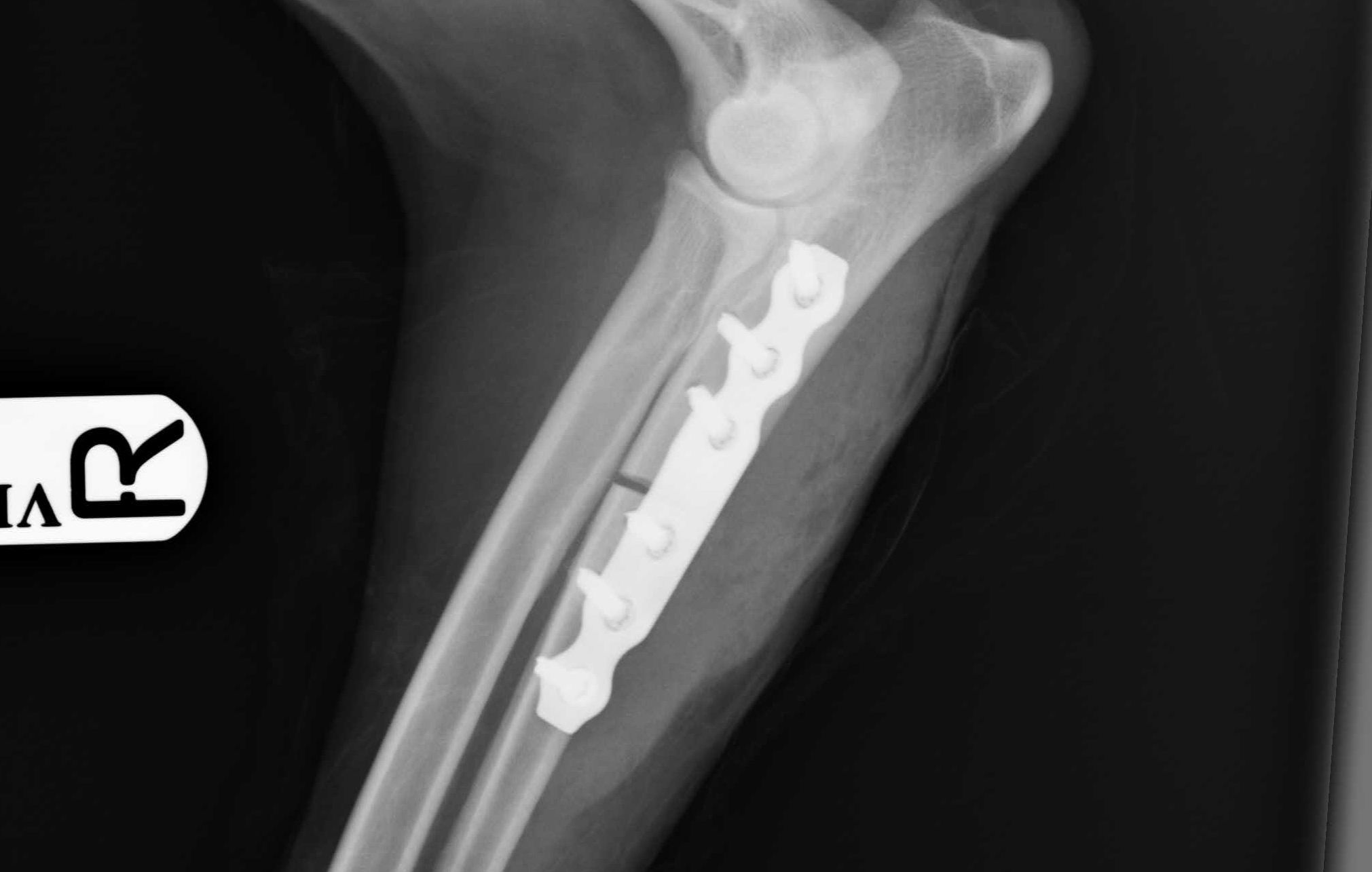 orthopaedics62387945e1905