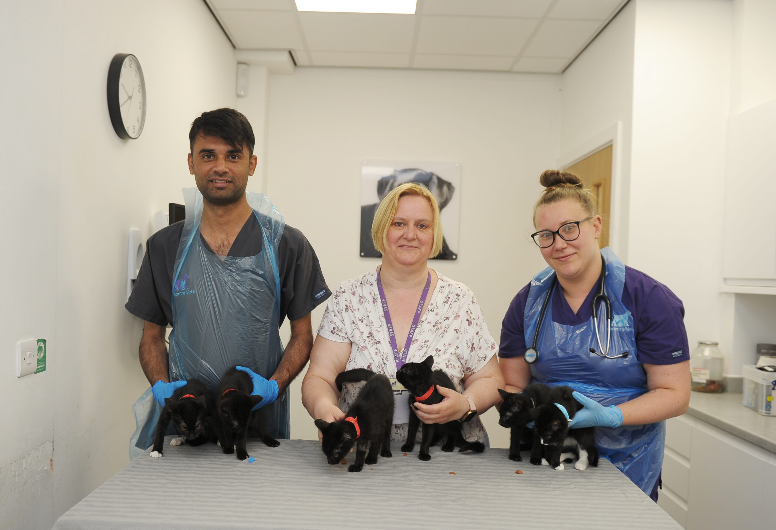 Chantry Vets comes to aid of 13 cats and kittens found dumped in woods