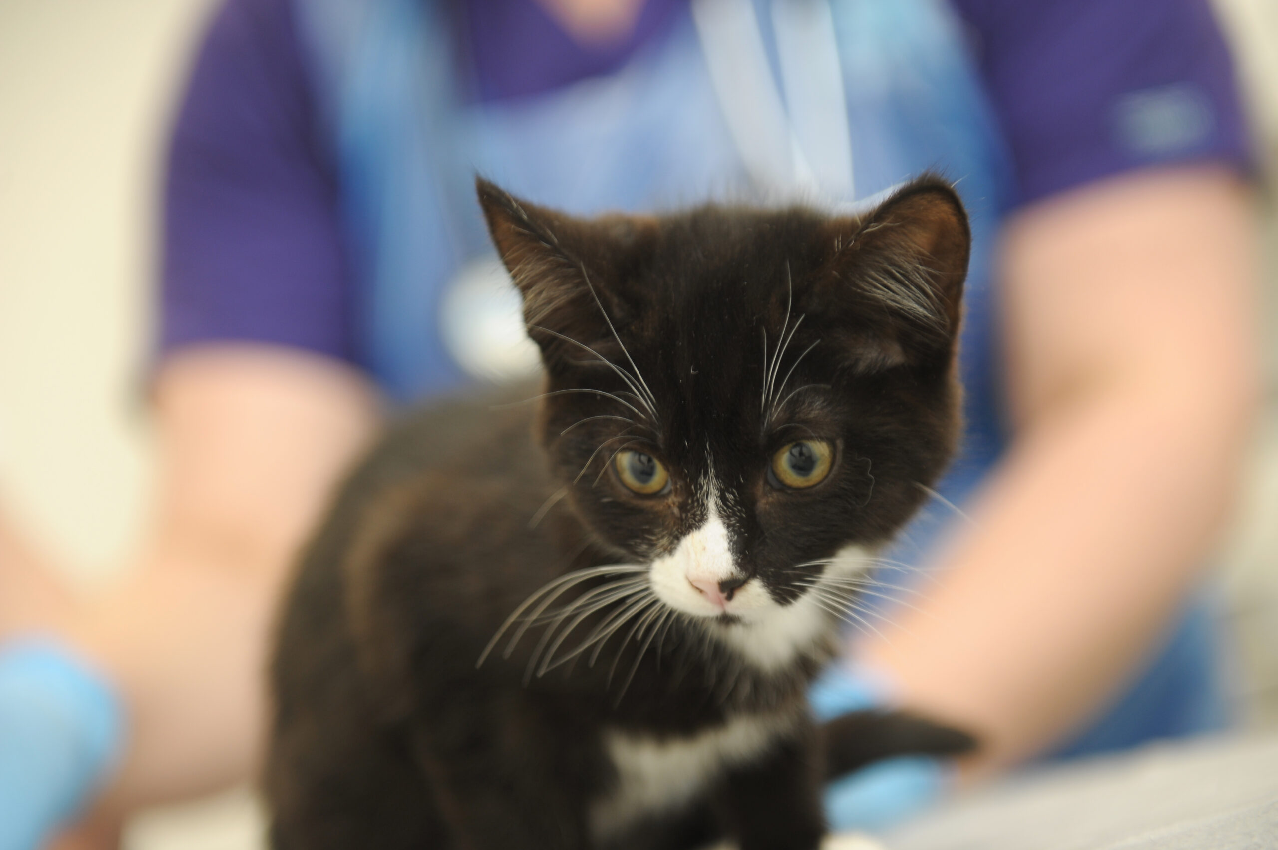 West Yorkshire vet practice saves kittens from blindness – by reconstructing eyelids